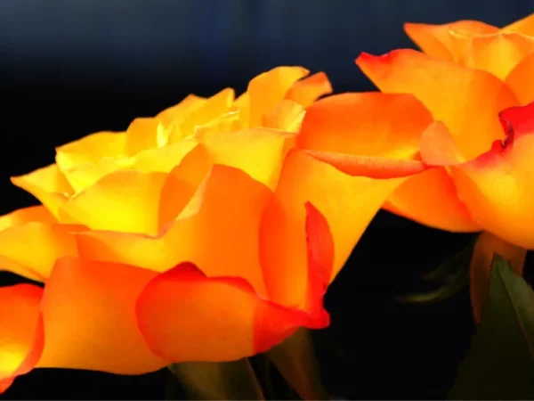 Rose-7